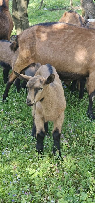 Vand 2 țapi Alpini Francezi