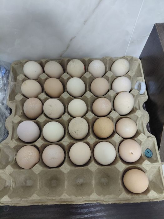 Дакан Жұмыртқасы сатылады