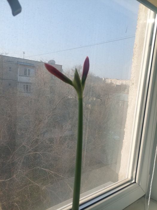 Продам цветок комнатные