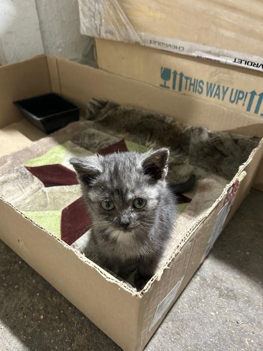 Отдам красивого котёнка