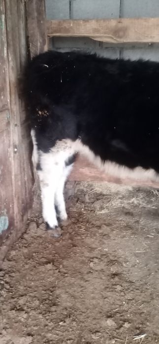 1,5жасар Тана сатылады