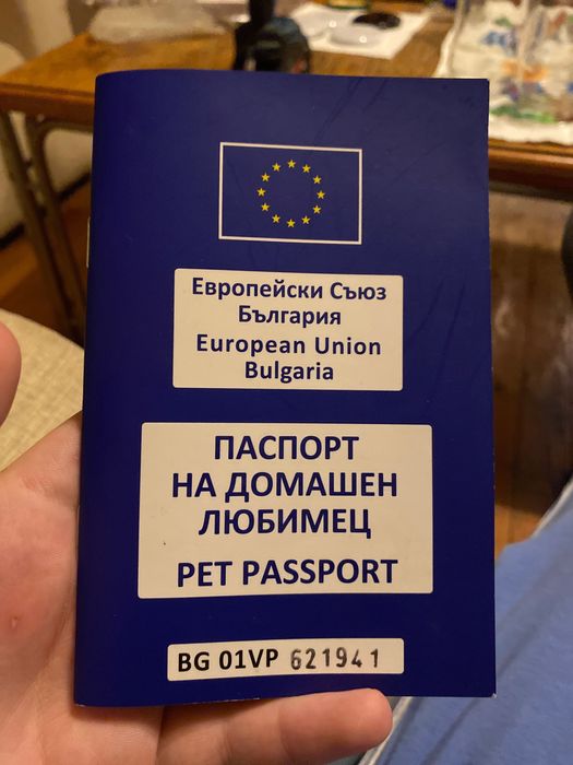 Продавам мини Джак Ръсел