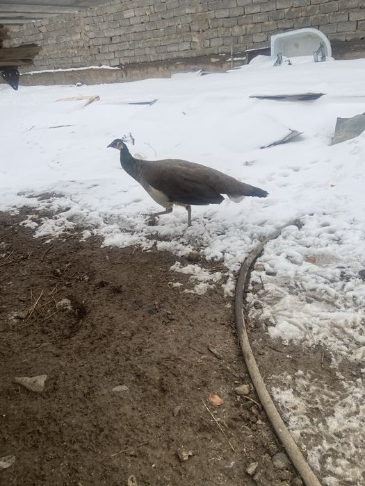 ұрғашы павлин сатылады