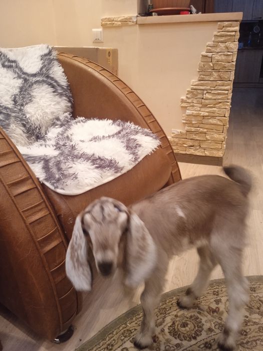 Продаётся козочка