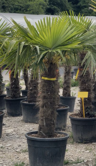 Palmieri Exotici | Trachycarpus, Washingtonia, Chamaerops