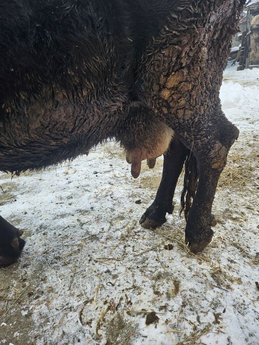 Vaca gestanta cu lapte