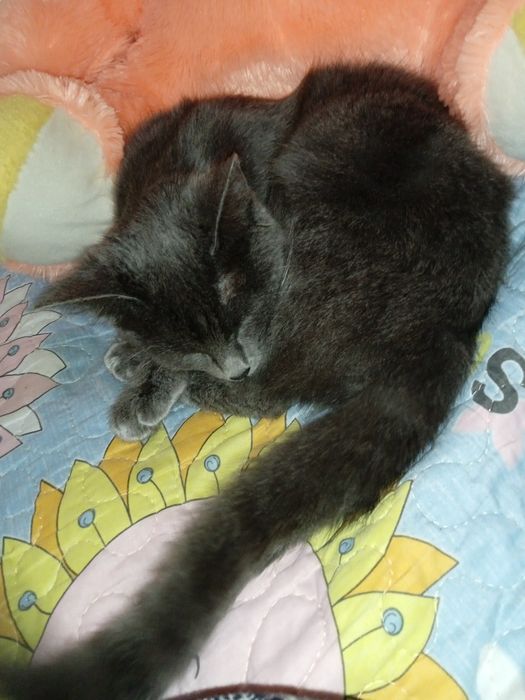 Шотландская вислоухая сотилади