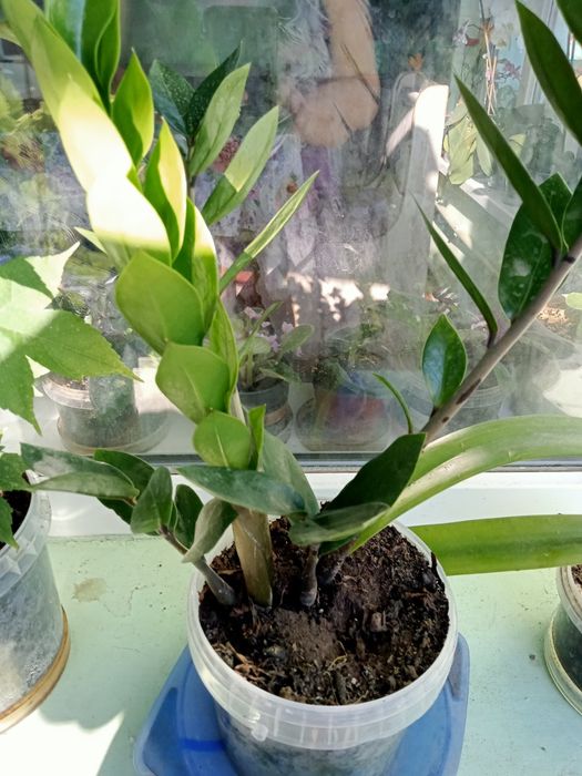 Домашние комнатные цветы