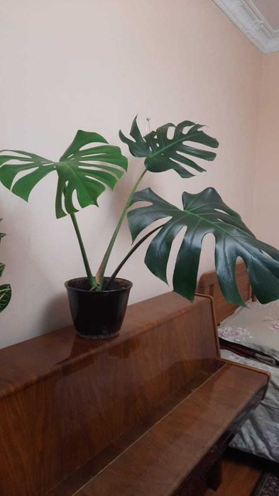 Монстера деликатесная с крупными ажурными листьями.