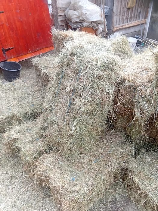 Fan de vanzare, este de anul trecut