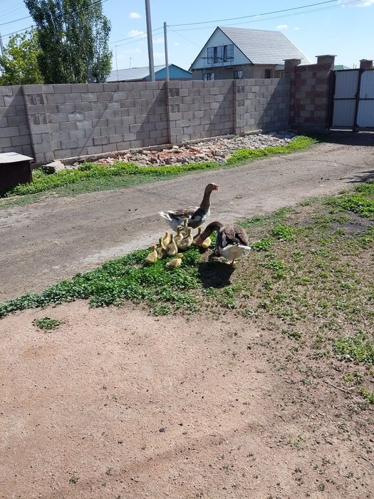 Продам домашних гусей с гусятами