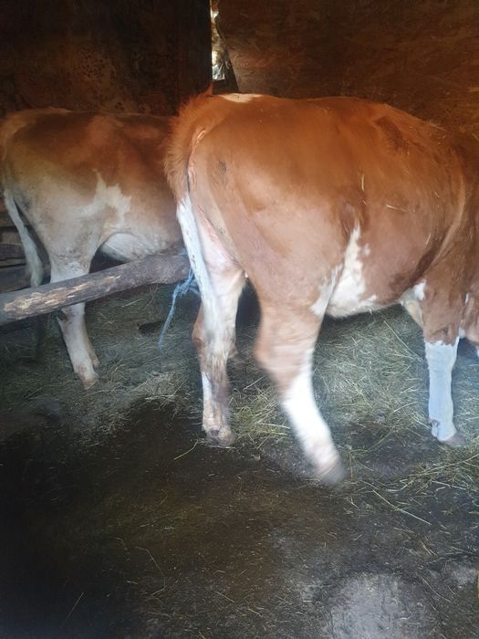 Juninca in varsta de  15  luni frumoasa ingrijita in jur de 350-400 kg