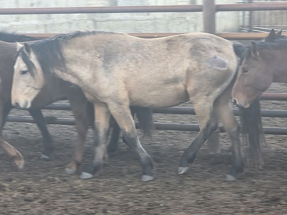 Мұғалжар тұқымы айғыр сатылады