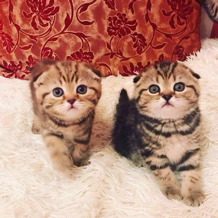 Красивейшие Котята