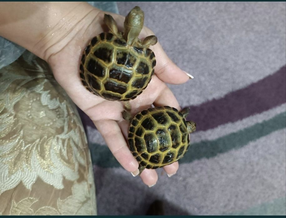 Черепашки тошбака