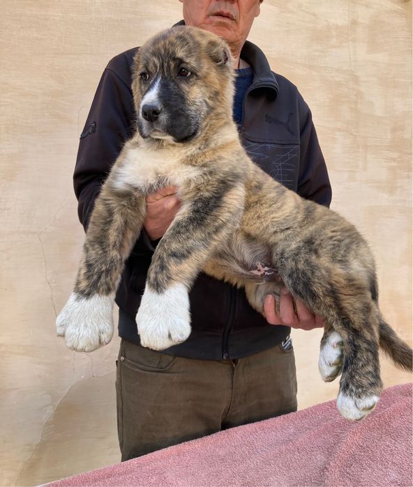 Щенок Алабая ( Супер Гигант )