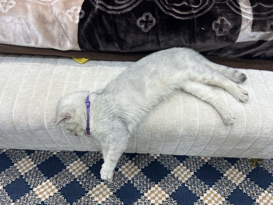 Britan serebretskaya shinshilla toza zot sotilmaydi vyazka uchun