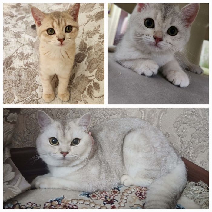 British shorthair продаётся