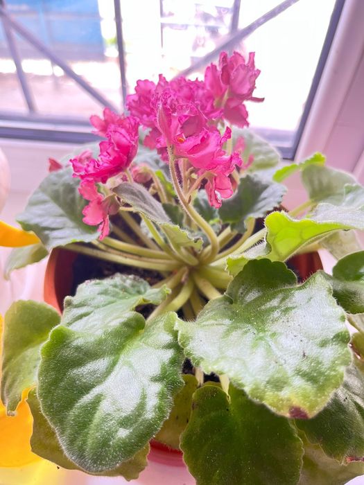 Продам комнатные растения