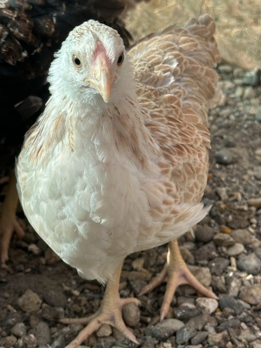 Oua incubat Wyandotte pitic somon