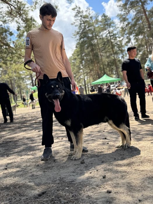 Высокопородные щенки ВЕО