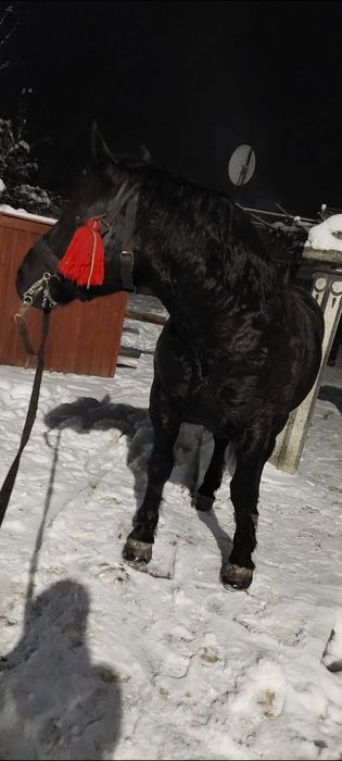 Vând mânză neagră