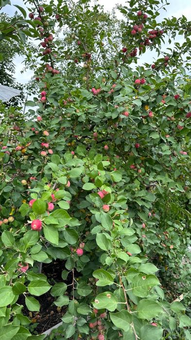 Срочно продам дачу на Самсоновке