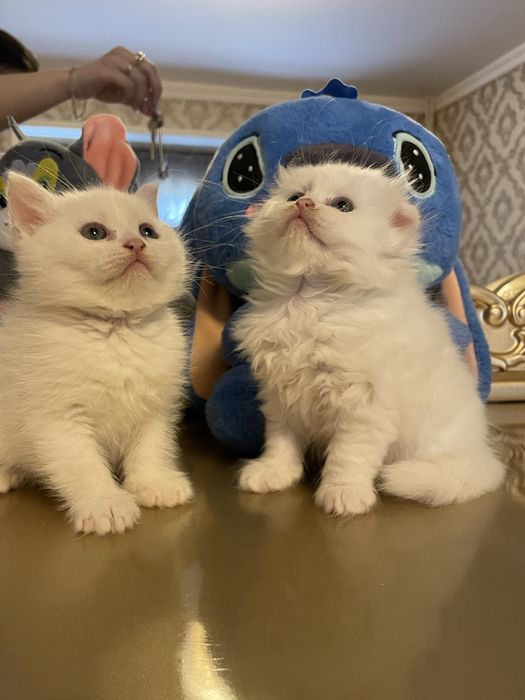 турецкая ангора котята 1 месяцев посредников не беспокоит