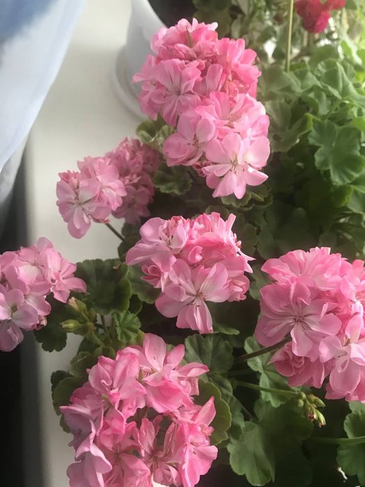 Уход за комнатными цветами.