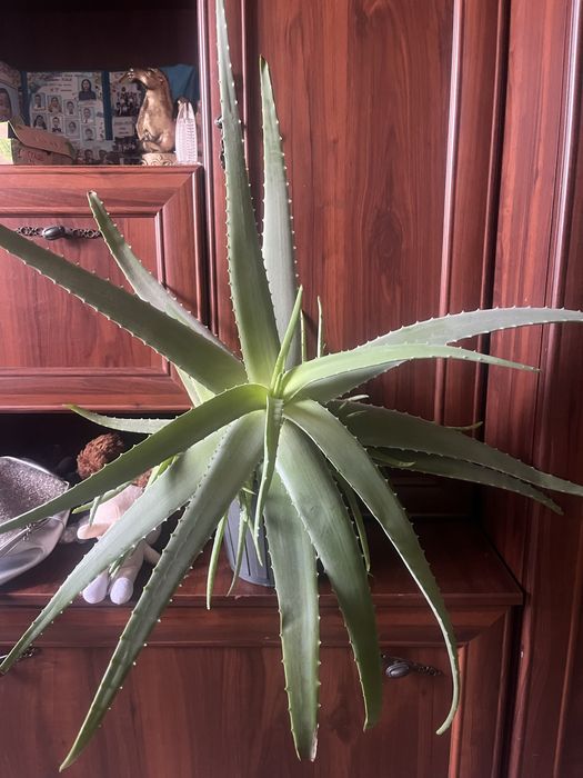 Продам цветы алое