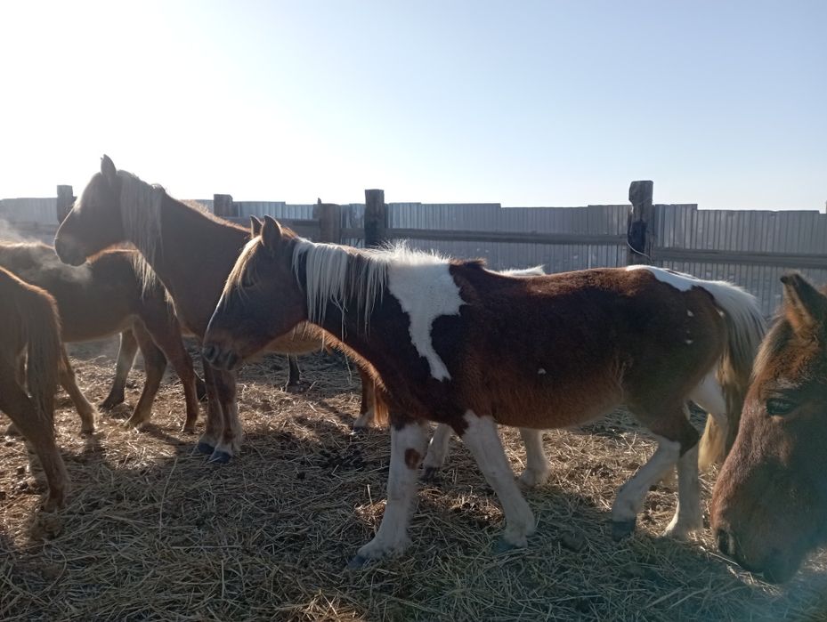 Кобыла ала буаз 600000 тг