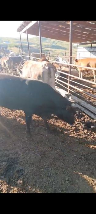 Продам бычки. Букашыктарды сатамын