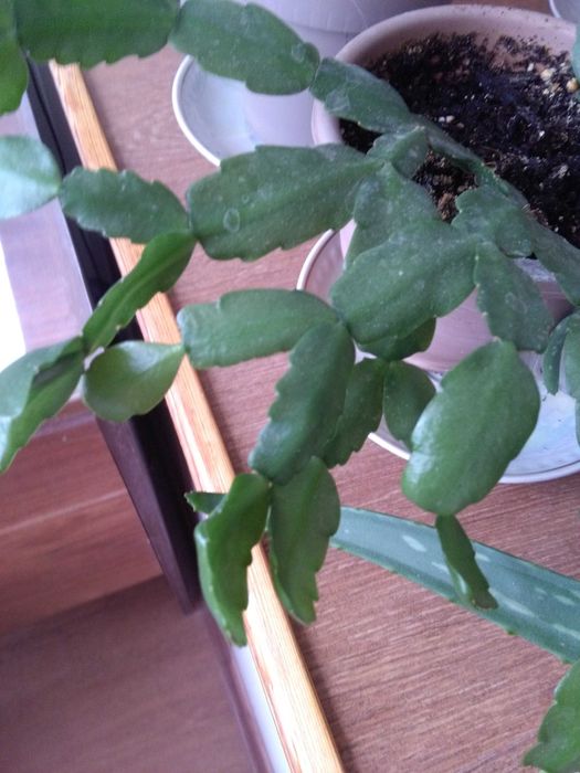 Декабрист   - шлюмбергер