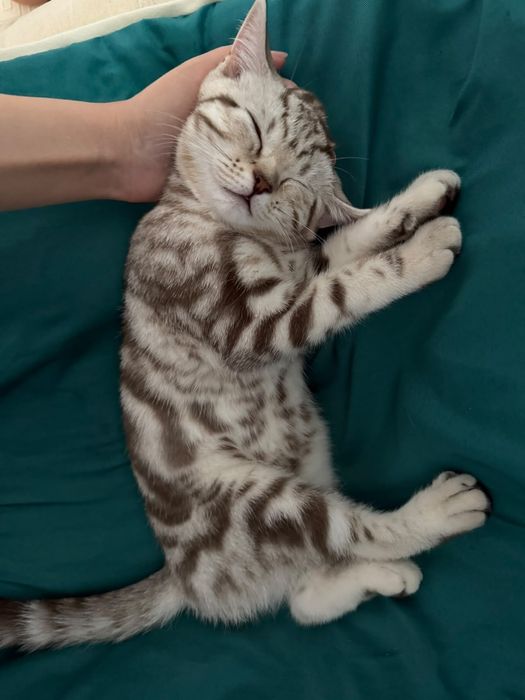 Отдам котенка в добрые руки