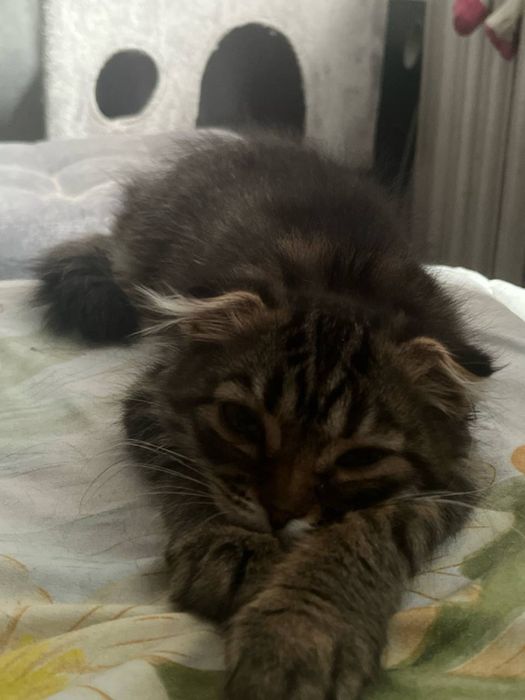 продам породистых котят