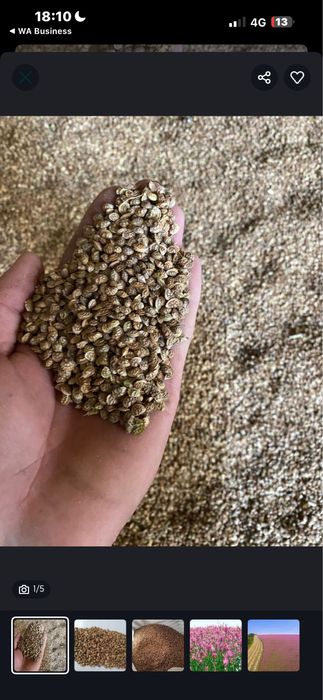 Эспарцет песчаный