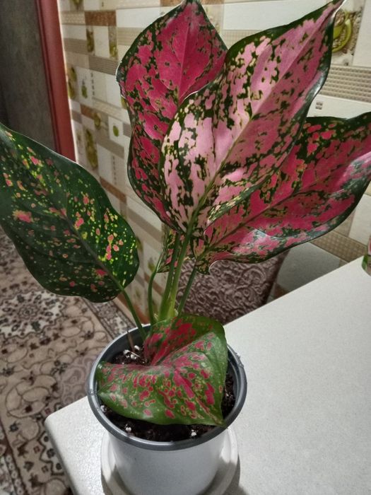 Аглаонема продам