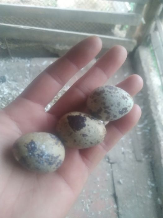 Бодене сатылады жашигимен