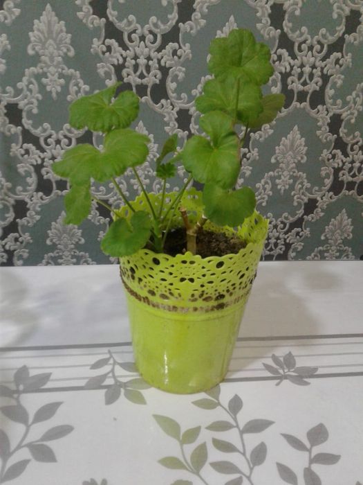 Комнатные растения от 500 тенге