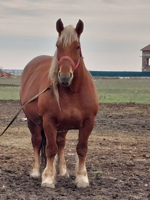 Vand iapa sarga de 3 ani jumare!