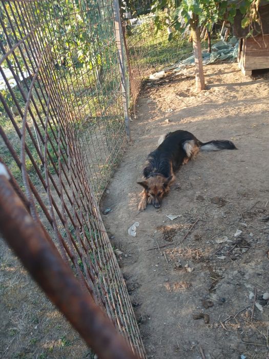 Donez pui metis ciobanesc german si rottweiler