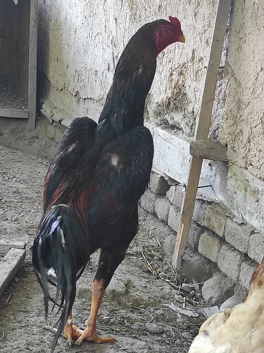 Zotli xoʻroz sotiladi