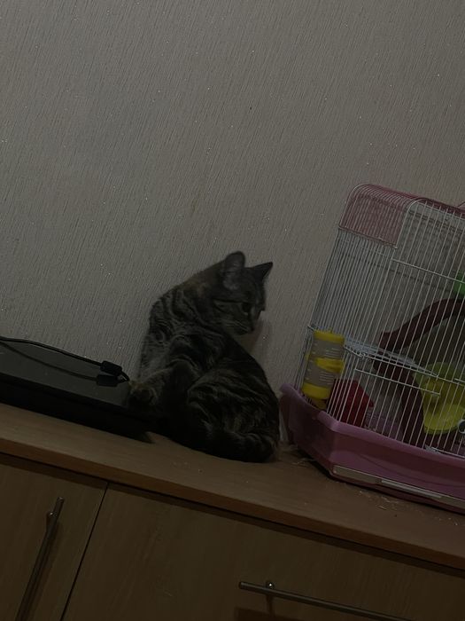 Отдам в самые добрые ручки