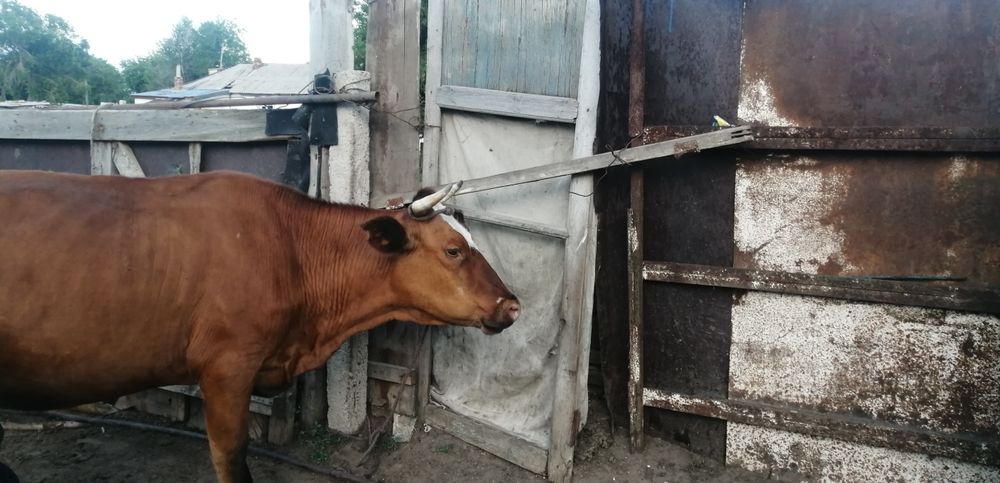 Сиырлас. Сатамин бузауимен