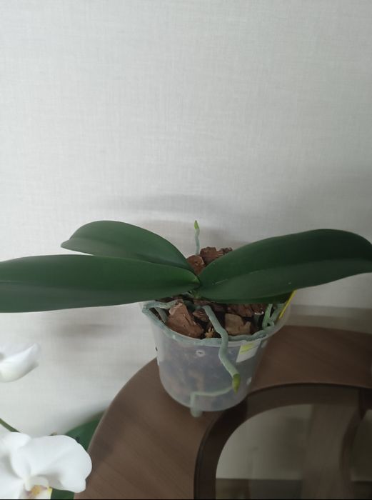 Орхидея Блэк Пиано.