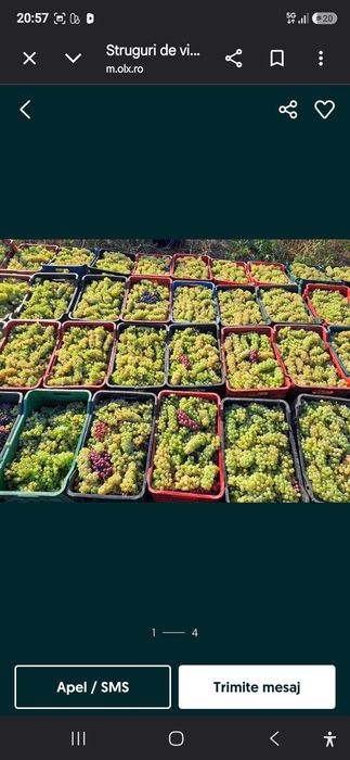 Struguri de vin