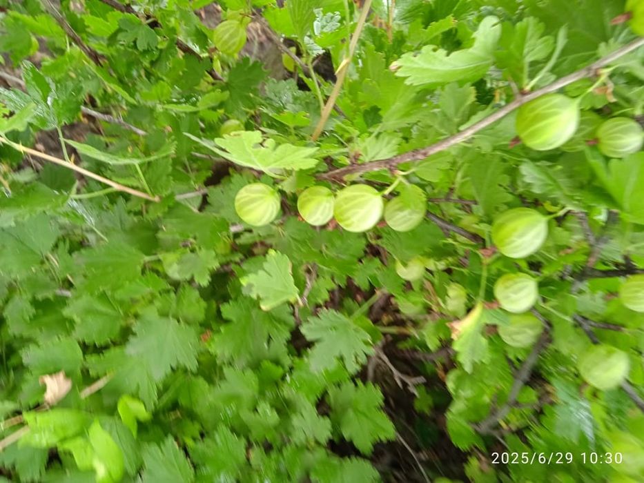 Продам дачу в СО Пригородное