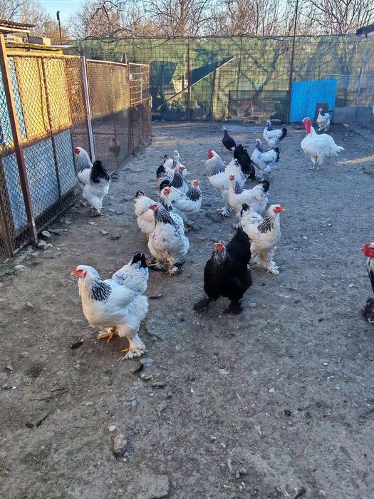 Vând ouă  de la găini brahma și araucana
