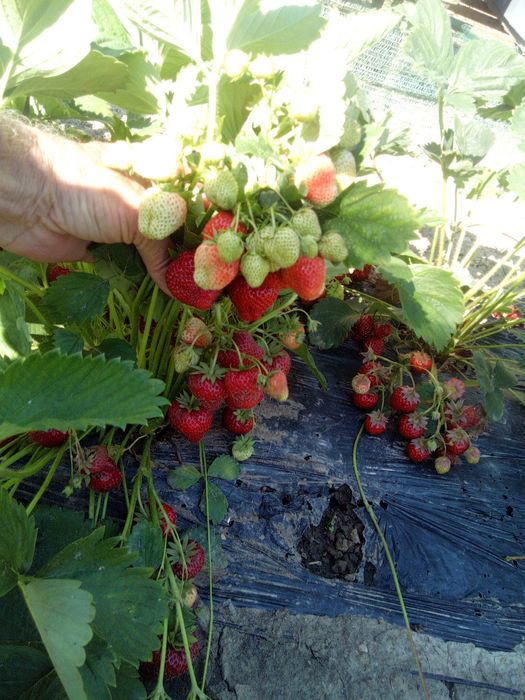 De vânzare stoloni de căpșuni și miere de albine