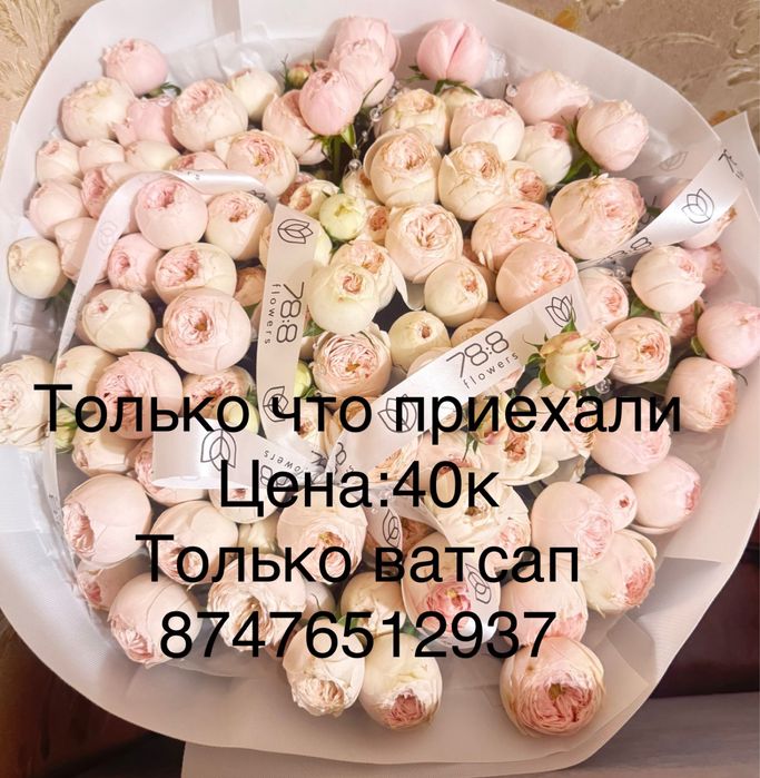 Пишем только ватсап Продается цветы в хорошом сост